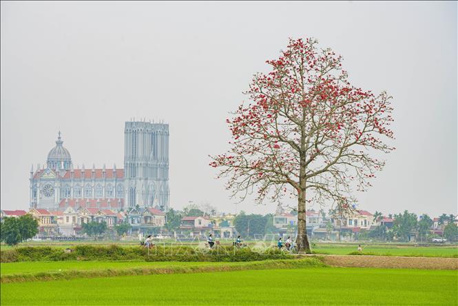 Hoa gạo nở đỏ rực trên những con đường ở Ninh Bình. Ảnh: Hải Yến/TTXVN
