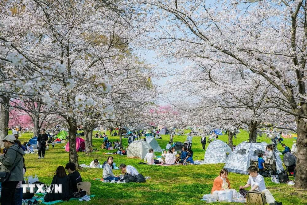 “Hanami” có nghĩa là “ngắm hoa”, nhưng trên thực tế, đây còn là dịp để mọi người tụ họp cùng gia đình, bạn bè hoặc đồng nghiệp dưới những tán cây anh đào. (Ảnh: Xuân Giao/TTXVN)