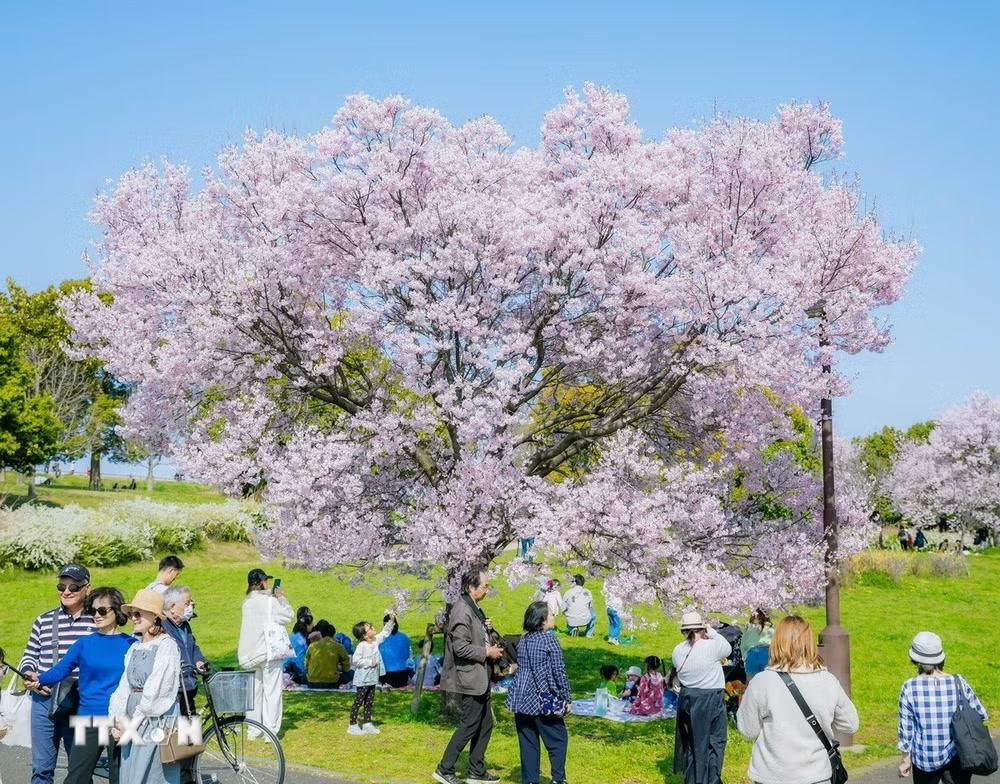 Một cây anh đào giống Angyo nở rộ tại Tokyo. (Ảnh: Xuân Giao/TTXVN)