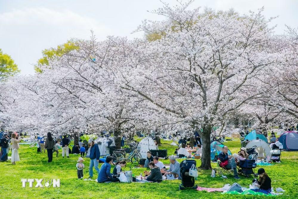 Người dân Tokyo vừa ngắm hoa, vừa cùng nhau ăn uống trò chuyện dưới tán anh đào. (Ảnh: Xuân Giao/TTXVN)