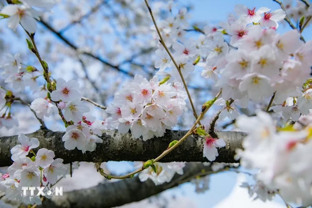 Hoa anh đào Somei Yoshino phổ biến nhất có màu trắng và hơi hồng nhẹ. (Ảnh: Xuân Giao/TTXVN)