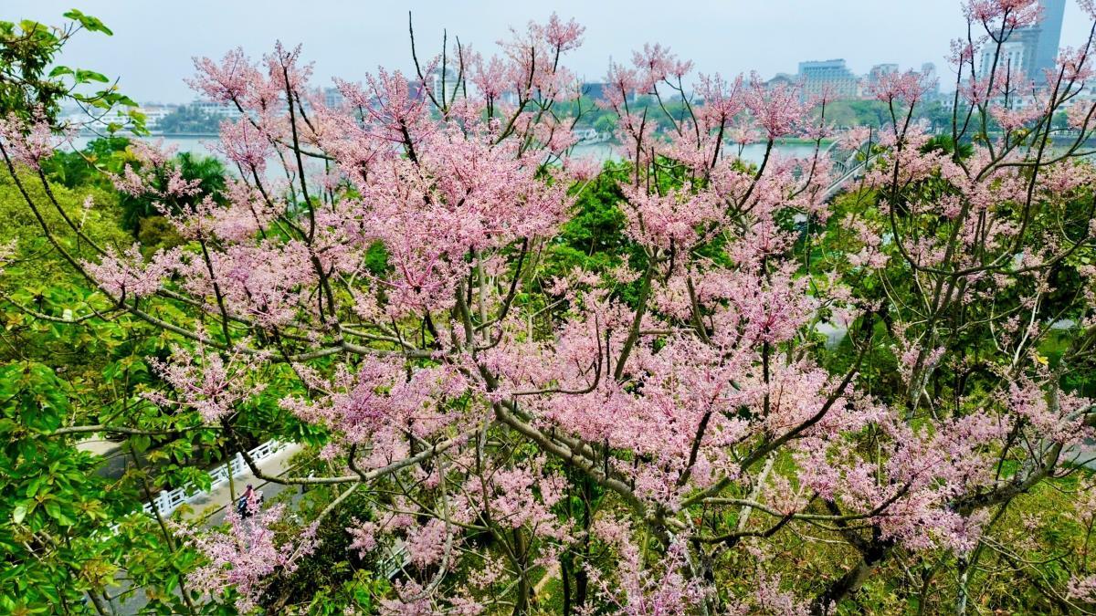 Ngô đồng nở nhẹ mà níu chân người.