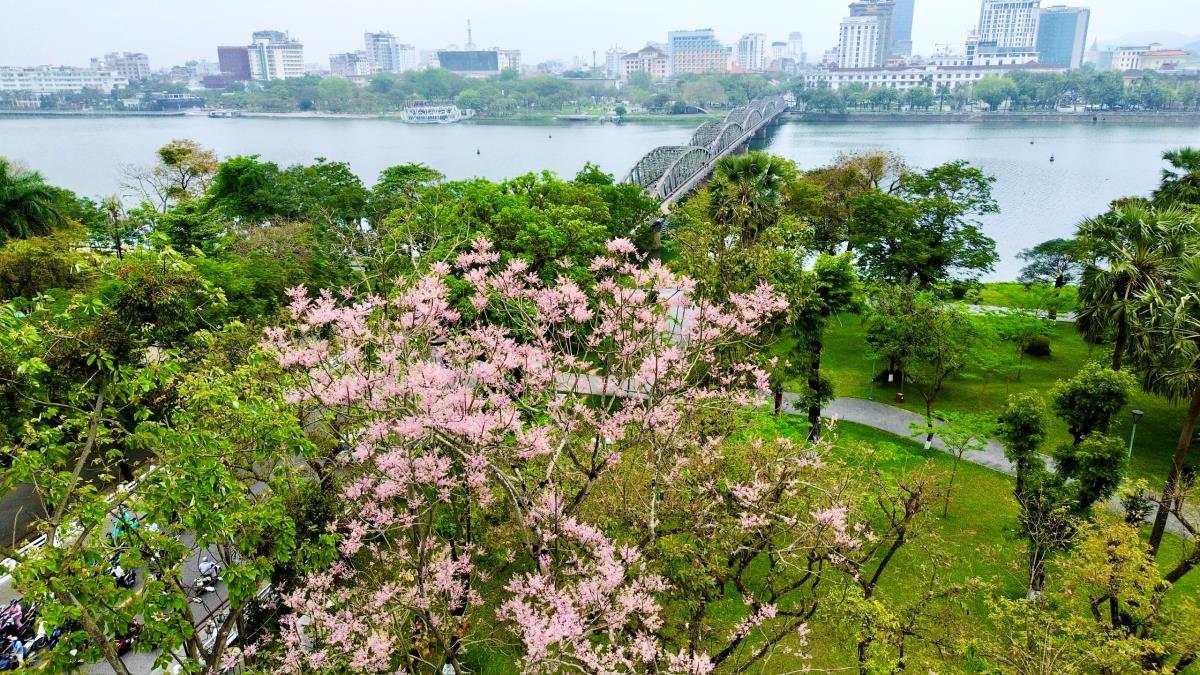 Cây ngô đồng phía bắc cầu Trường Tiền vào mua hoa nở rộ.