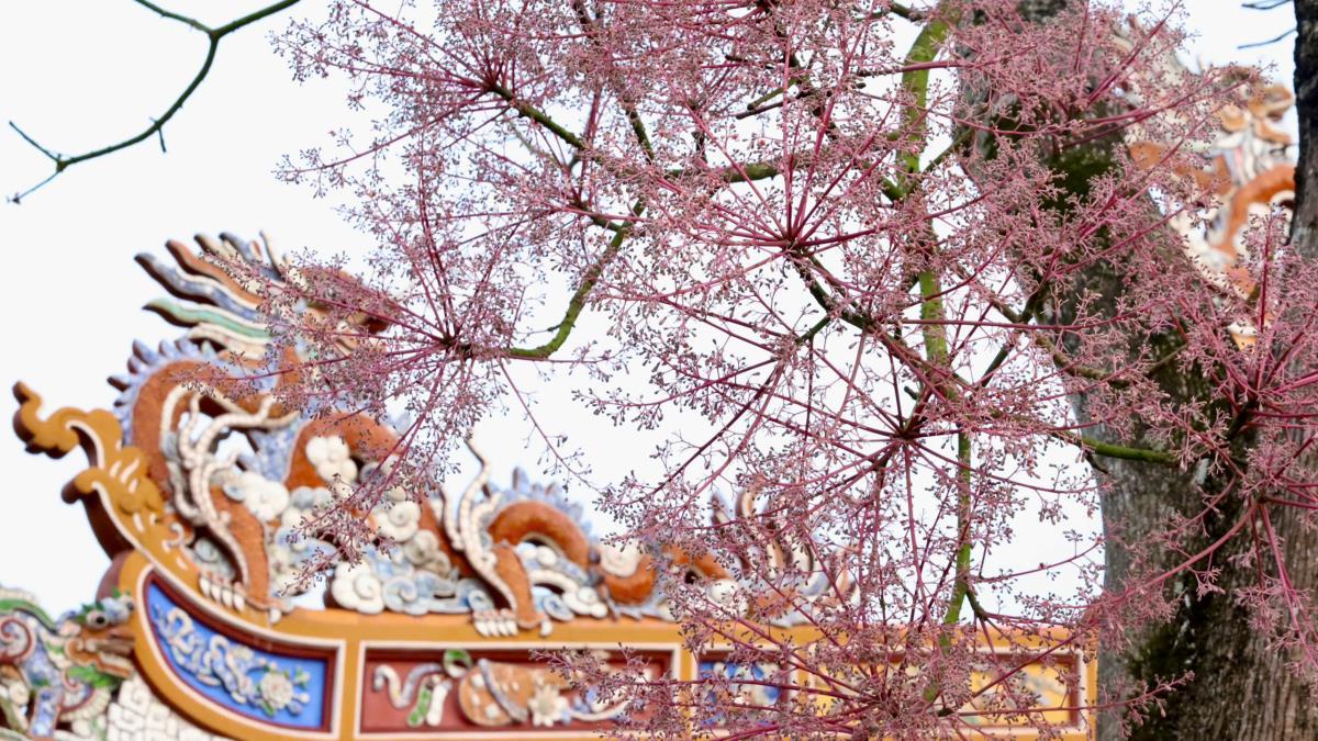 "Vương giả chi hoa" ở Đại Nội Huế.