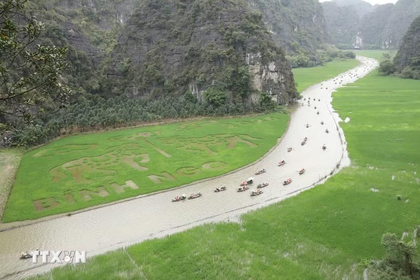 Mặc dù lúa còn xanh nhưng bức tranh đã dần được hình thành. (Ảnh: Đức Phương/TTXVN)