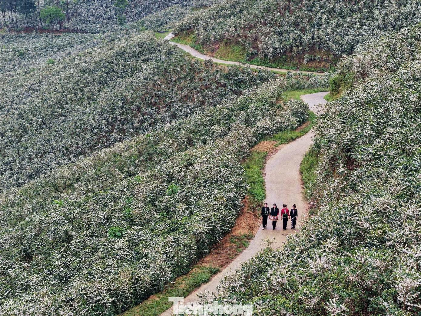  Ghi nhận tại xã Chiềng Ban, vùng trọng điểm cà phê Arabica của tỉnh Sơn La sau mưa, hoa nở dày đặc trên từng cành, trải dài khắp các triền đồi. Những tuyến đường bê tông len lỏi giữa nương cà phê giúp người dân, du khách dễ dàng tiếp cận, chiêm ngưỡng mùa hoa vốn chỉ kéo dài trong thời gian ngắn. 