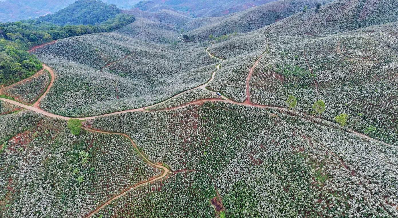  Sau chuỗi ngày nắng nóng kéo dài, những cơn mưa đầu mùa như “đánh thức” những đồi cà phê nở hoa trắng trời. Từ Chiềng Mai, Chiềng An, Mường Chanh đến Muổi Nọi, Nậm Lầu, sắc hoa trắng tinh khôi phủ kín sườn đồi, tạo nên bức tranh thiên nhiên vừa hùng vĩ, vừa thơ mộng. 