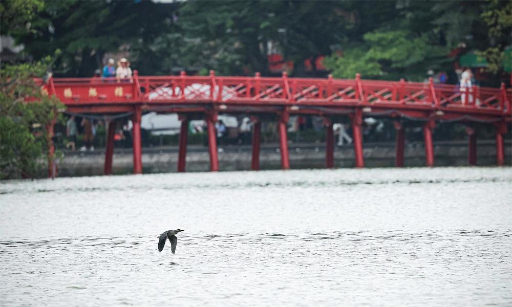 Cá thể chim bay thấp trên mặt Hồ Gươm, phía xa là cầu Thê Húc. 