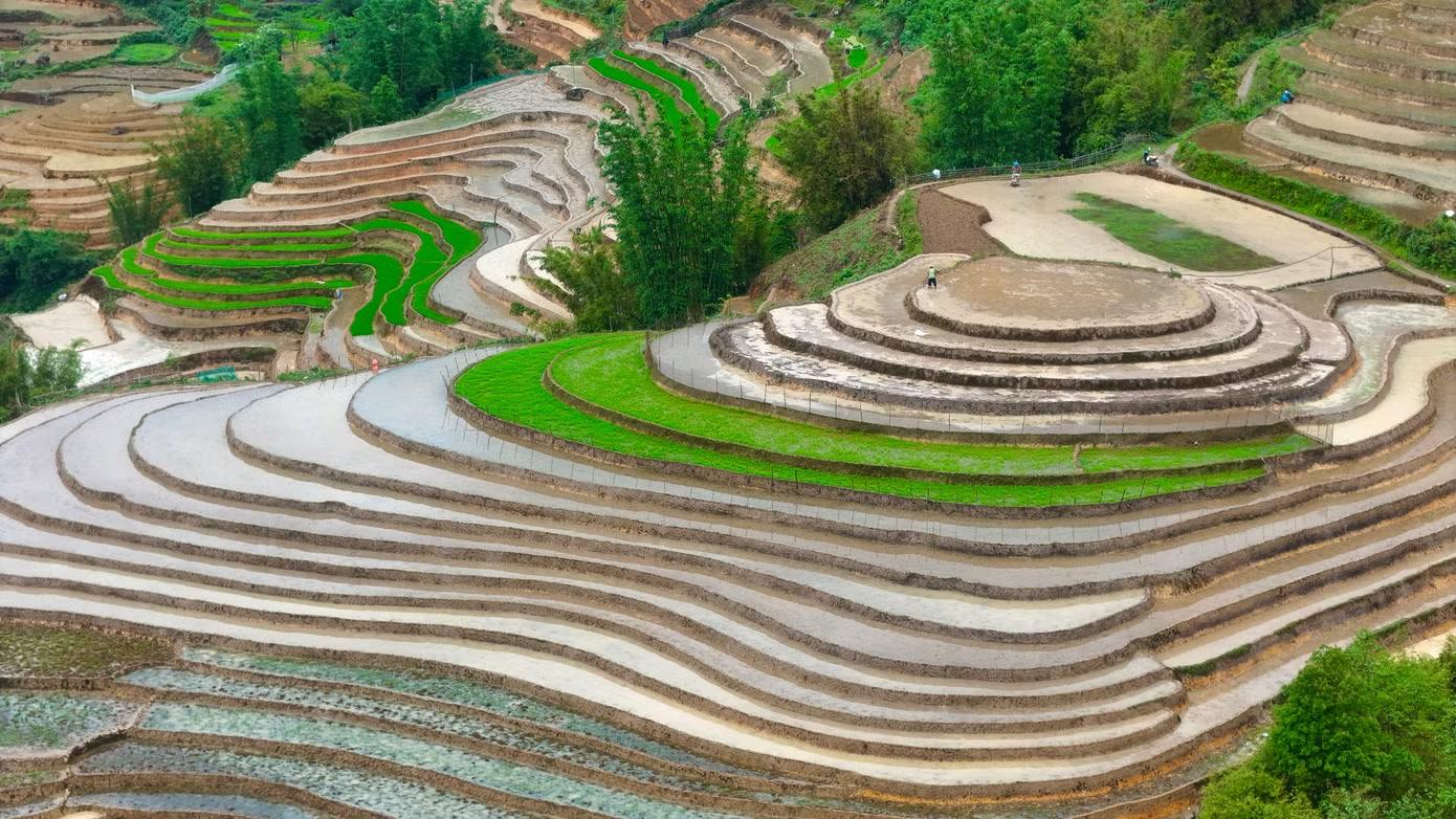 Những thửa ruộng bậc thang ở được tạo dựng men theo sườn dốc để tận dụng quỹ đất hẹp và địa hình dốc của vùng cao. Cách canh tác này không chỉ giúp dẫn nước từ trên cao xuống từng khoảnh ruộng một cách tự nhiên, tạo nên hệ thống tưới tiêu phù hợp với địa hình miền núi, mà còn góp phần nâng cao năng suất sản xuất nông nghiệp.