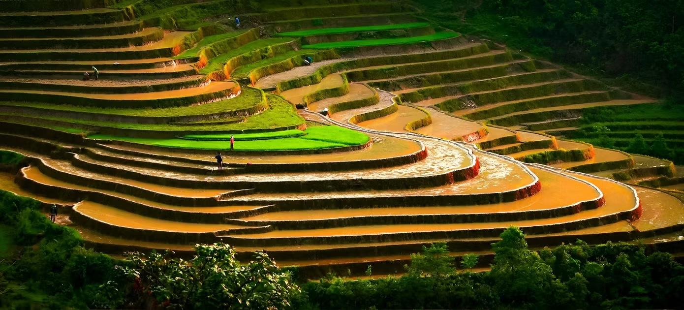 Ruộng bậc thang Tả Van với diện tích hơn 700 ha được công nhận là danh thắng cấp quốc gia và là một trong những cung trekking lý tưởng nhất Việt Nam.