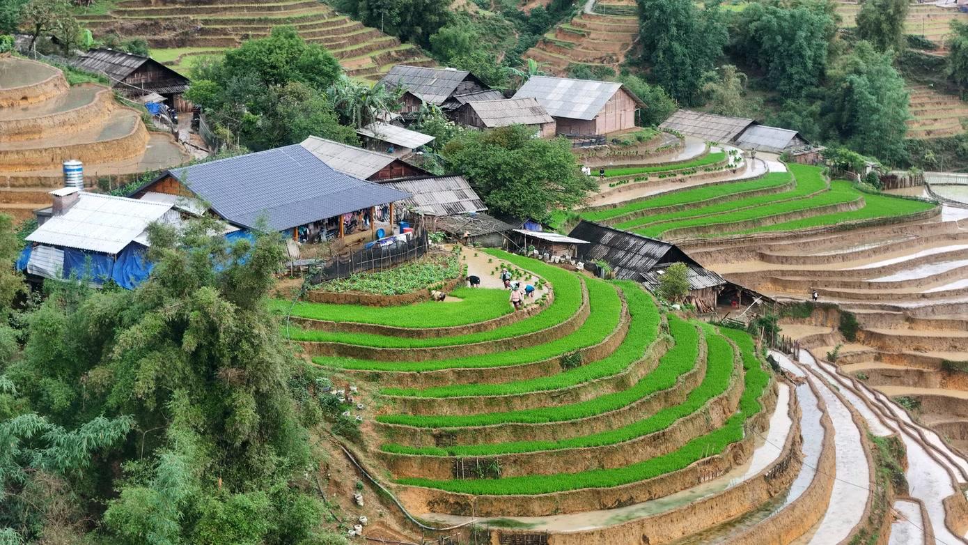 Ruộng bậc thang dần phủ kín màu xanh non của mạ, khi người dân vùng cao bắt đầu xuống đồng cấy lúa từ giữa tháng 5.