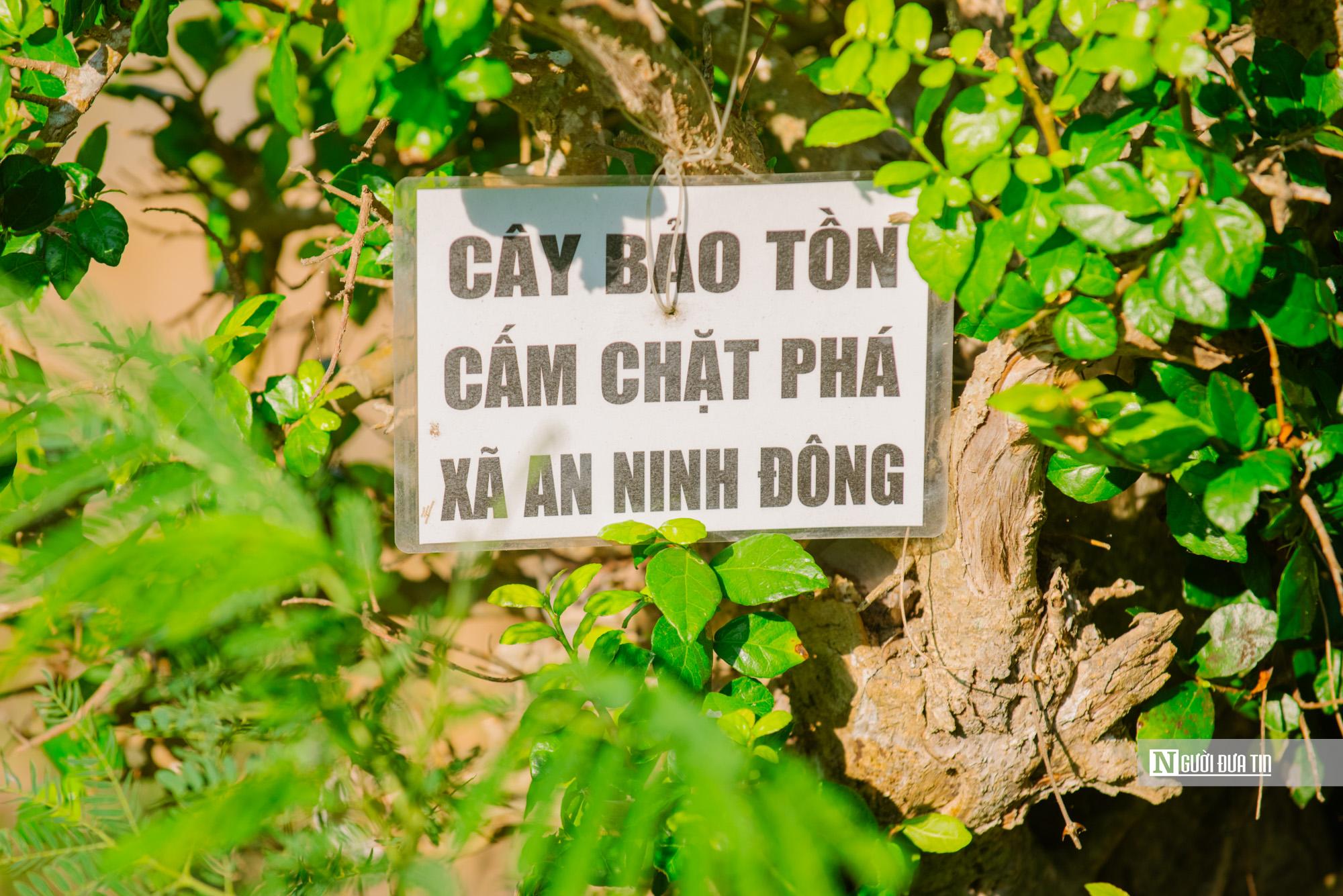 Hiện các cây duối cổ này được chính quyền địa phương bảo tồn.