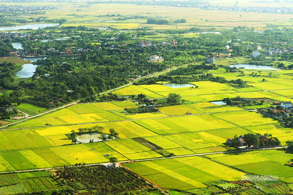 Ruộng lúa vào mùa chín vàng tạo nên những mảng màu ấn tượng.