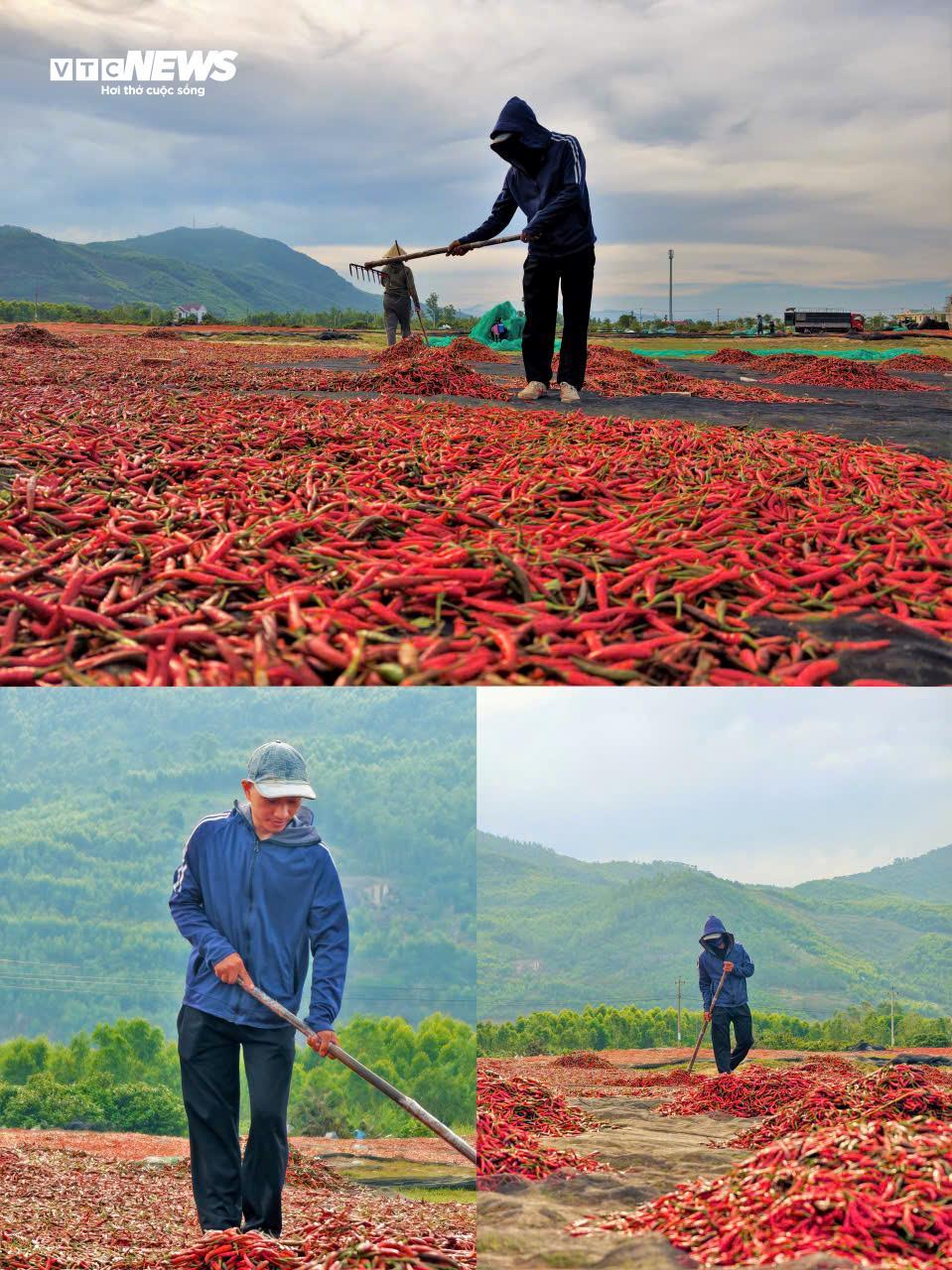 Theo anh Nguyễn Văn Tý, người trồng ớt tại xã An Lương chia sẻ, một vụ ớt ở xứ cát thường bắt đầu vào tháng 10 - 11, trải qua thời gian chăm sóc thường sẽ thu hoạch sau khoảng 5-6 tháng.