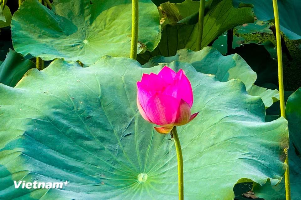 Đóa sen hồng phớt, từng lớp cánh hoa khum khum với hương dìu dịu làm ngây ngất lòng người trong những trưa hè đổ lửa. (Ảnh: Trần Hương Sơn/Vietnam+)