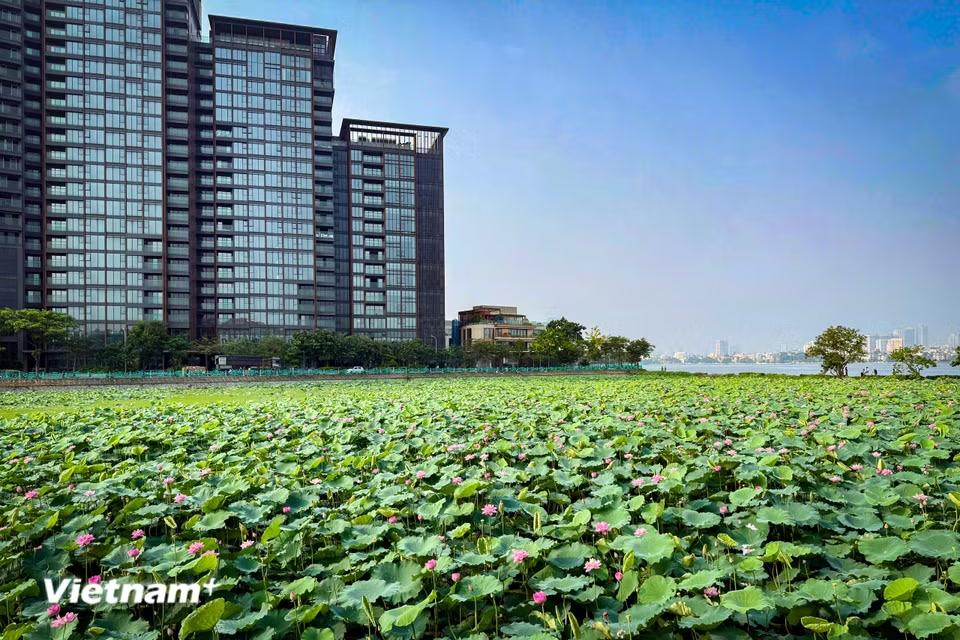 Giữa nền lá xanh như ngọc bích, hàng trăm đóa hoa sen hiện ra thật bất ngờ, lung linh như truyện cổ tích. (Ảnh: Trần Hương Sơn/Vietnam+)