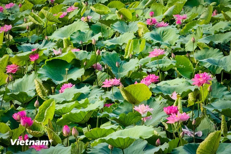 Các khu đầm ở Hồ Tây tràn ngập hương thanh khiết của các loại hoa sen, trong đó nổi bật là sen Bách Diệp. (Ảnh: Trần Hương Sơn/Vietnam+)