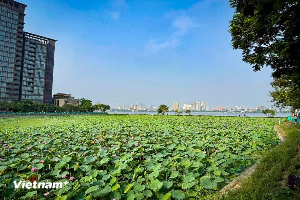 Sen Hồ Tây từ lâu đã gắn liền với đời sống văn hóa, tinh thần của người Hà Nội. (Ảnh: Trần Hương Sơn/Vietnam+)