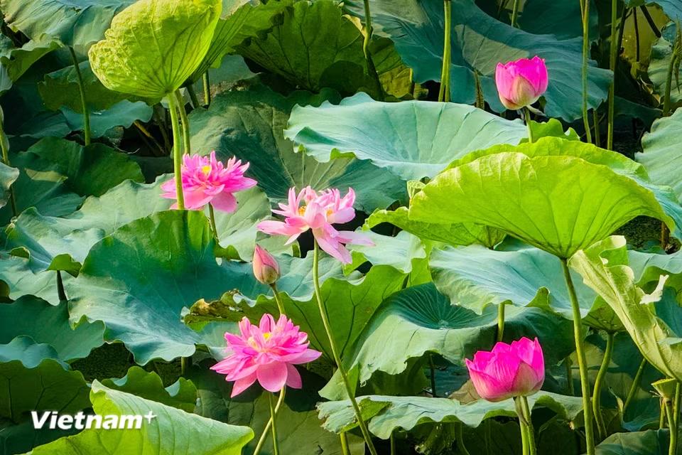 Sen Bách Diệp màu sắc trang nhã, hương thơm tinh khiết, mang trong mình biểu tượng của sự cao quý, linh thiêng. (Ảnh: Trần Hương Sơn/Vietnam+)