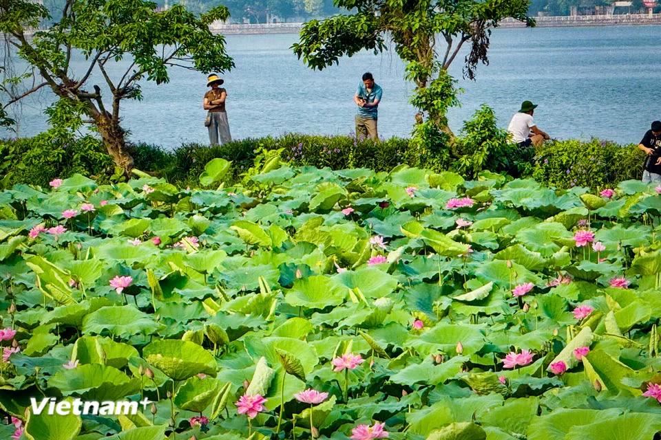 Mùa hoa sen Hà Nội thường kéo dài từ cuối tháng 5 đến tháng 9 dương lịch. (Ảnh: Trần Hương Sơn/Vietnam+)