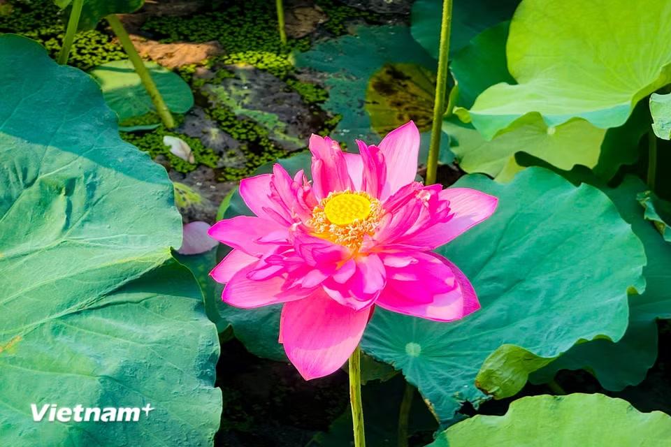Trên khắp nẻo đường Việt Nam, có thể dễ dàng nhìn thấy những đầm sen nhưng có lẽ không nơi đâu bạn được đắm mình trong hương sen dịu ngọt, tinh tế cho bằng sen Hồ Tây. (Ảnh: Trần Hương Sơn/Vietnam+)
