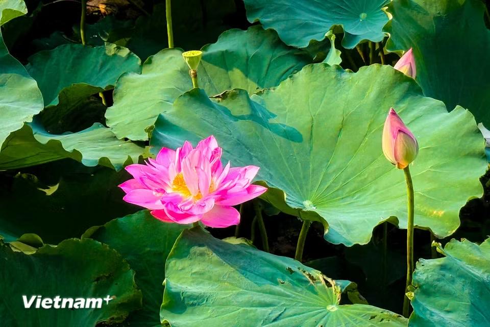 Chính những cánh, nhụy đã tạo nên hình dáng một bông sen thanh thoát, nhẹ nhàng. (Ảnh: Trần Hương Sơn/Vietnam+)