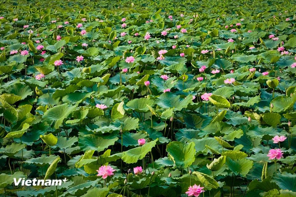 Vào mua này, những bông hoa sen ở Hồ Tây vươn mình lên khỏi mặt nước, bung cánh hồng đua nở. (Ảnh: Trần Hương Sơn/Vietnam+)