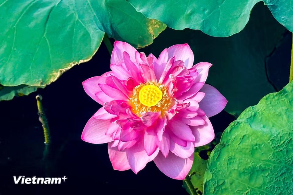Khi hoa nở, những cánh hoa xòe rộng rực rỡ. (Ảnh: Trần Hương Sơn/Vietnam+)
