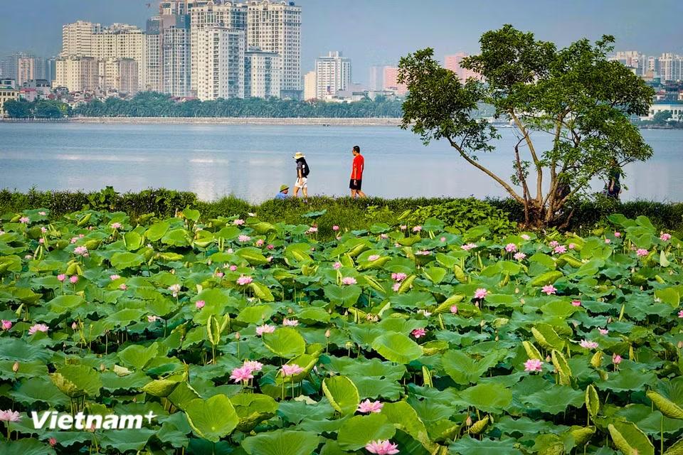 Họ đến đây không chỉ để chụp ảnh và thưởng ngoạn cảnh đẹp, mà còn để đắm mình trong hương vị của hoa sen và cái nắng, cái gió của Hồ Tây. (Ảnh: Trần Hương Sơn/Vietnam+)