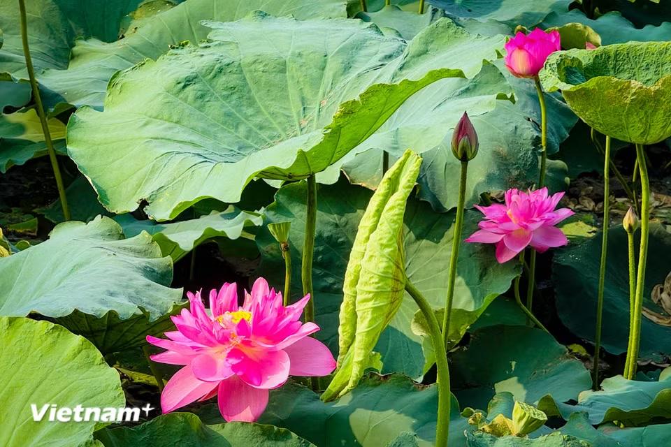 Có đóa chúm chím hàm tiếu hay bung nở rực rỡ làm bừng sáng cả đầm sen. (Ảnh: Trần Hương Sơn/Vietnam+)