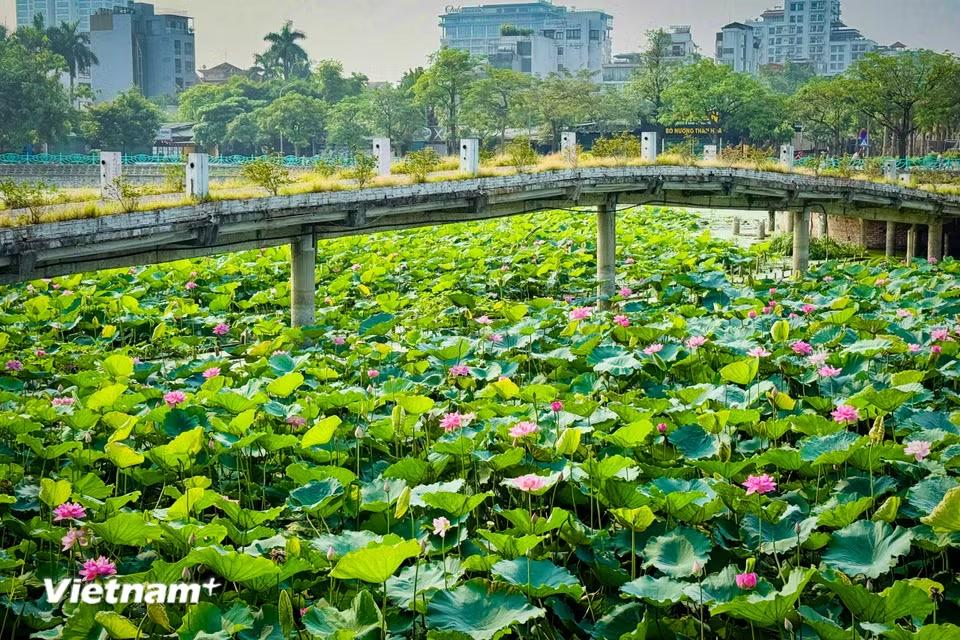 Hương sen đầu hè ngọt mát, dìu dịu, thanh khiết đến lạ kỳ. (Ảnh: Trần Hương Sơn/Vietnam+)