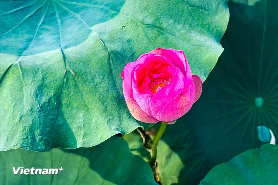 Bông sen kiêu hãnh, vươn mình lên đón ánh mặt trời. Có bông mới đang nụ chúm chím, e ấp, kín đáo. (Ảnh: Trần Hương Sơn/Vietnam+)