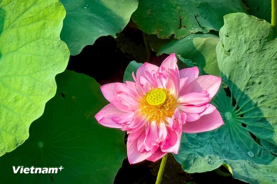Đặc trưng dễ nhận biết là cánh hoa kép, màu hồng, hương thơm lâu, gạo sen to và căng mọng. (Ảnh: Trần Hương Sơn/Vietnam+)