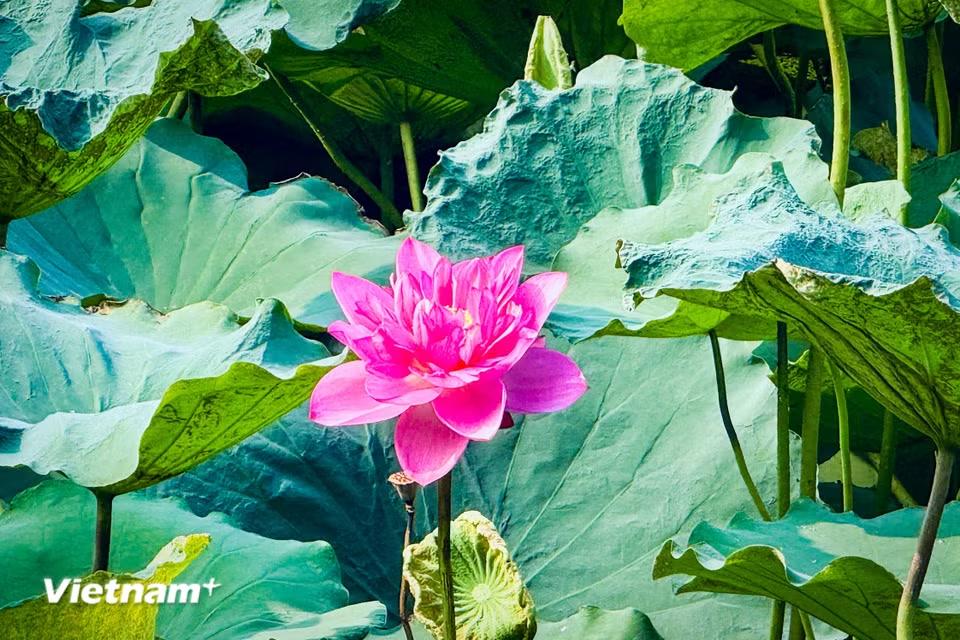 Hương sen thoảng nhẹ trong gió, lan tỏa khắp không gian, khiến lòng người ngất ngây. (Ảnh: Trần Hương Sơn/Vietnam+)