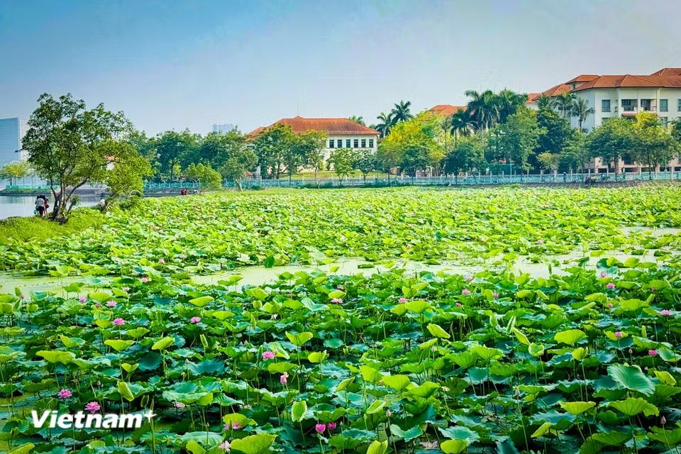 Những bông sen trắng, hồng rực rỡ nổi bật trên mặt nước xanh biếc, tạo nên bức tranh thiên nhiên tuyệt đẹp. (Ảnh: Trần Hương Sơn/Vietnam+)