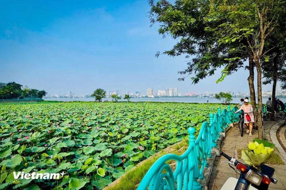 Hình ảnh lãng mạn của đầm sen kết hợp với mặt nước Hồ Tây sóng sánh đã tạo nên những ký ức khó phai trong lòng người dân Hà thành. (Ảnh: Trần Hương Sơn/Vietnam+)