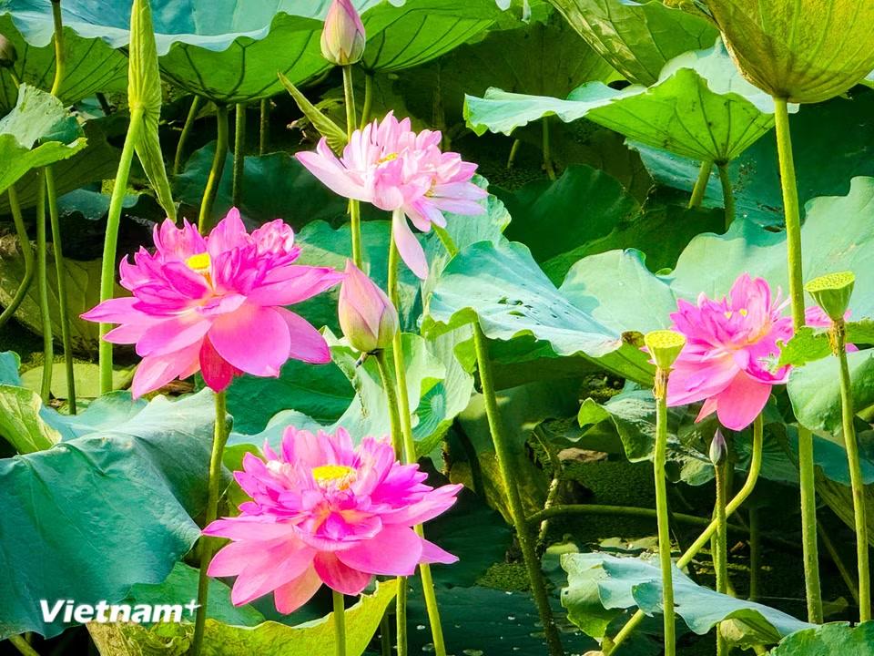 Những đóa hoa tinh khiết này đã trở thành một điểm hấp dẫn nhất của du lịch miền bắc mùa hè nói chung và Hà Nội nói riêng. (Ảnh: Trần Hương Sơn/Vietnam+)