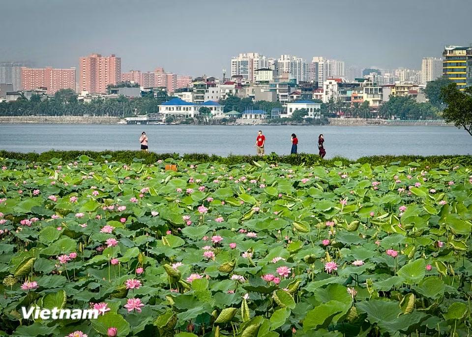 Bên cạnh vẻ đẹp thanh khiết, sen Hồ Tây còn nổi tiếng với công dụng làm trà sen độc đáo. (Ảnh: Trần Hương Sơn/Vietnam+)