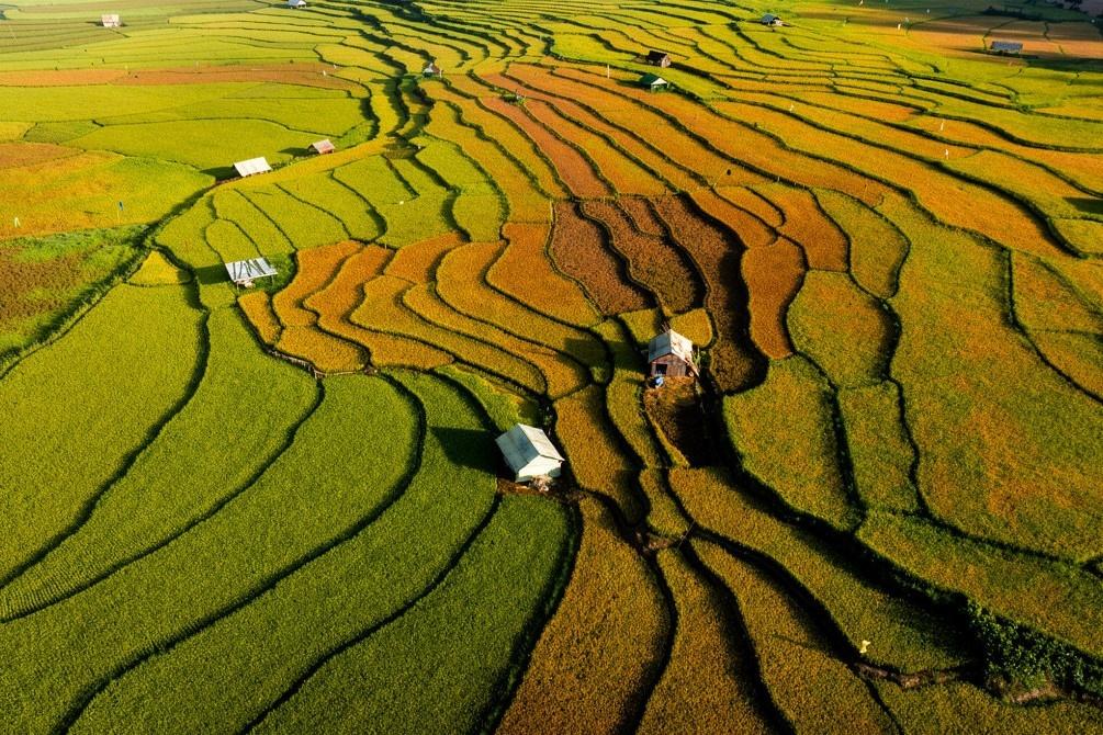  Với người Xơ Đăng và Mơ Nâm nơi đây, lúa gạo được xem như tài sản quý giá nhất của mỗi gia đình. Tại Kon Tu Rằng, bà con không mang lúa về nhà mà để trong những kho trữ lúa nằm rải rác trên thửa ruộng. Thói quen này hình thành từ việc nhà người dân thường được làm từ gỗ, tre và cỏ tranh dễ bốc cháy, họ chọn cách bảo quản lúa gạo xa nhà để tránh rủi ro. Ảnh: Đô Đô/Ghiền Măng Đen. 
