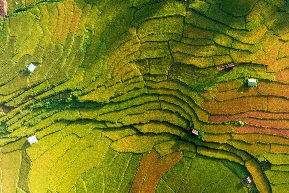  Khác với những vùng núi Tây - Đông Bắc, ruộng lúa ở Măng Đen chín sớm hơn, cũng không đều tăm tắp như ở đồng bằng. Người dân địa phương cấy lúa thành từng thửa ngẫu nhiên, nằm gối lên nhau. Do lúa không cấy cùng một thời điểm nên đến lúc thu hoạch sẽ có những mảng đậm nhạt đan xen, tạo hiệu ứng thị giác chuyển màu. Ảnh: Đô Đô/Ghiền Măng Đen. 