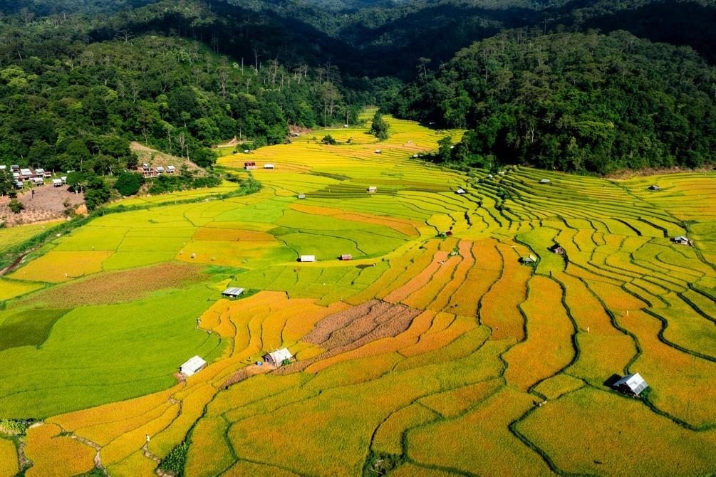  Từ cuối tháng 5, những thửa ruộng bậc thang ở làng Kon Tu Rằng, nơi cách trung tâm xã Măng Đen (Quảng Ngãi) khoảng 10 km, chuyển màu từng mảng xanh, vàng rực và vàng ngã đậm. Trên bản đồ du lịch đại ngàn, địa điểm này được biết đến nhiều bởi ruộng bậc thang thoai thoải, hút mắt. Từ đầu tháng 6 đến tháng 7, du khách bắt đầu tìm đến chụp ảnh đông đúc, một số đơn vị tour địa phương cũng đưa địa điểm này vào lịch trình. Ảnh: Đô Đô/Ghiền Măng Đen. 