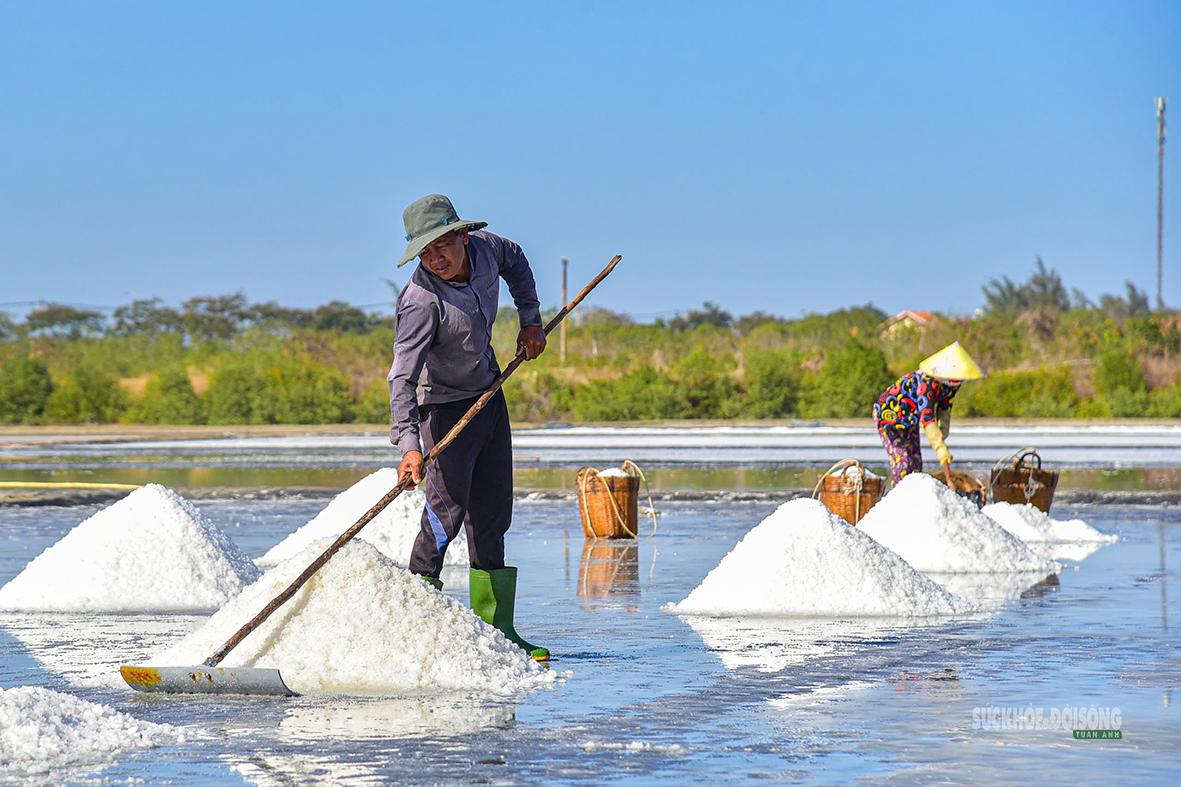 Muối được cào, gom thành từng đống trước khi vận chuyển. Ảnh: Lê Tiến