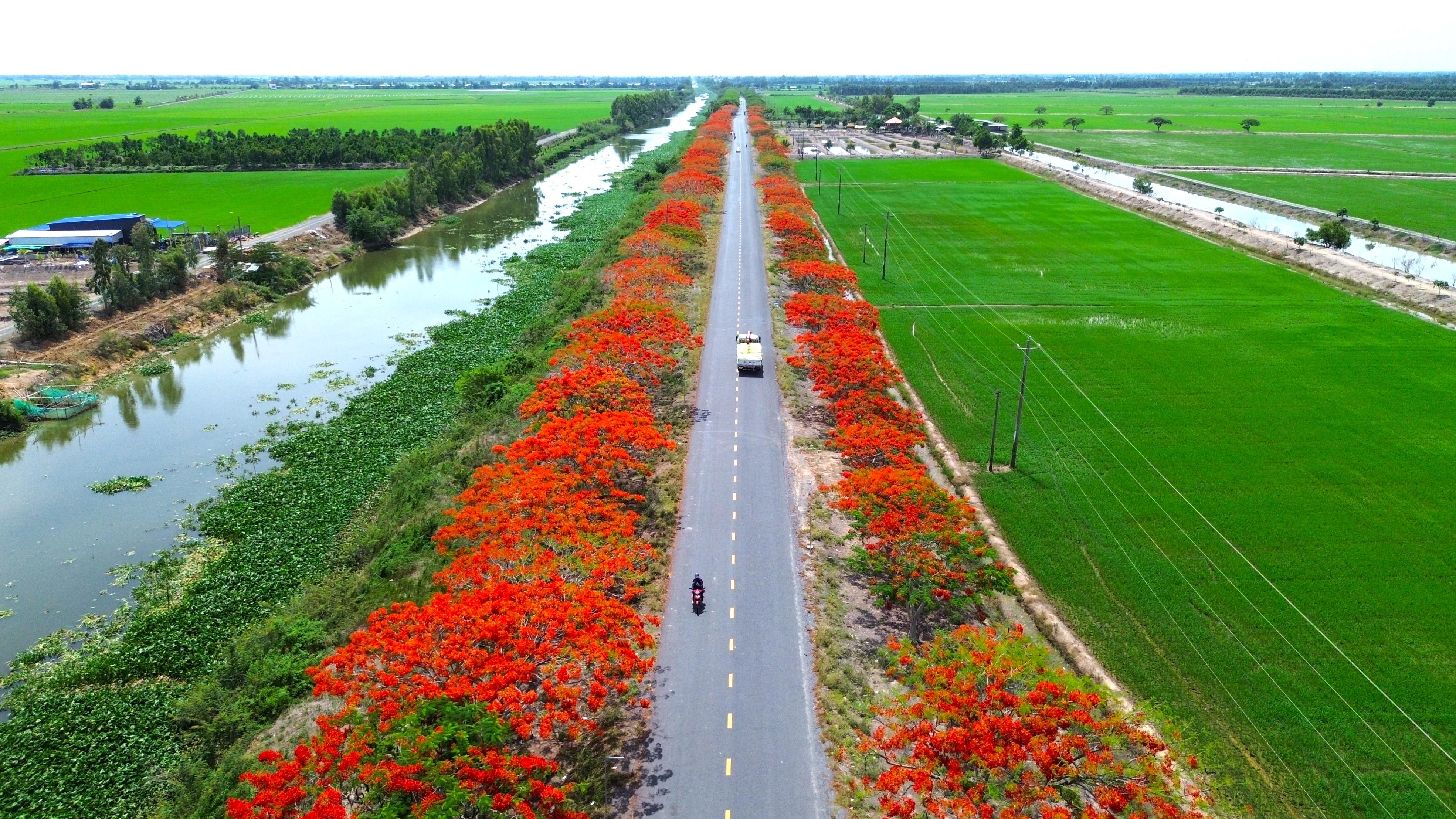  Con đường hoa phượng nhuộm đỏ tuyến đường ven kênh 79. 