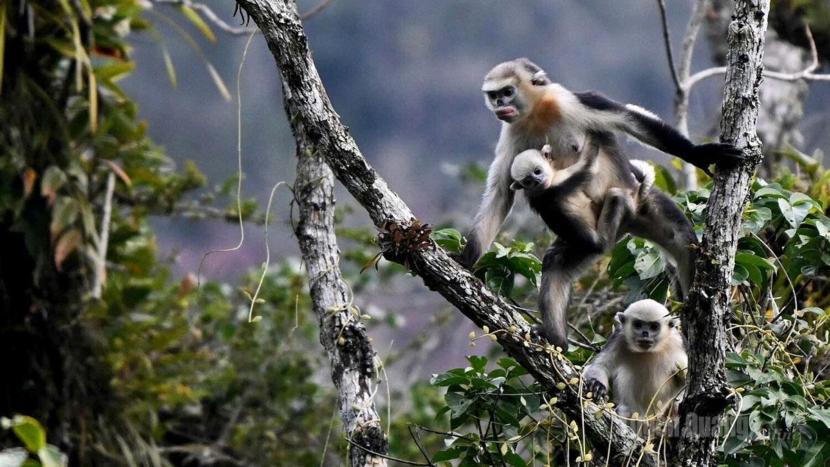 Khám phá Vườn quốc gia Du Già, du khách có cơ hội tìm hiểu môi trường sống của loài voọc mũi hếch.