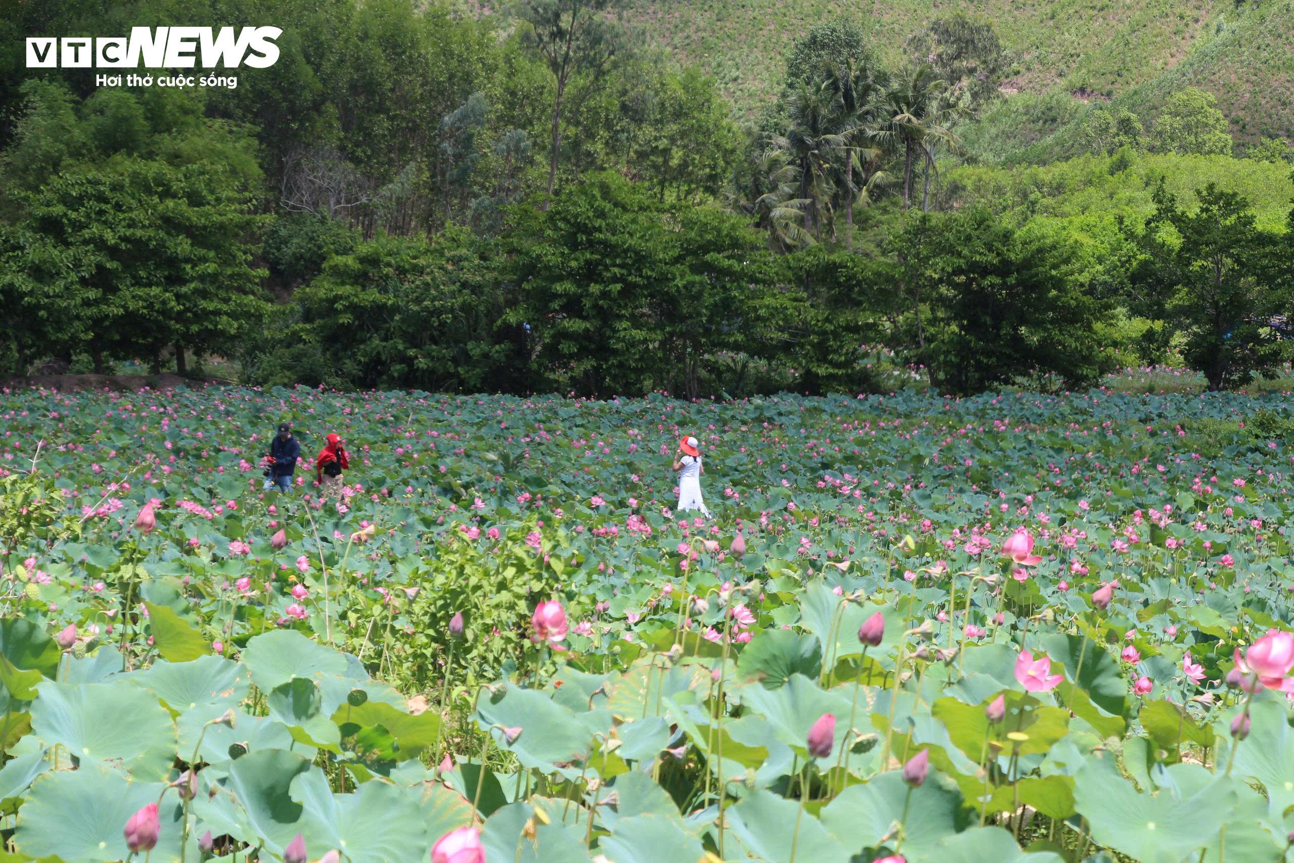 Cách trung tâm TP Đà Nẵng khoảng 45km về phía Tây Bắc, đồng sen Trà Lý nằm trải dài dưới chân núi Hòn Tàu, thôn Chánh Lộc, xã Duy Xuyên, từ lâu nổi tiếng là một trong những cánh đồng sen lớn và đẹp nhất miền Trung.
