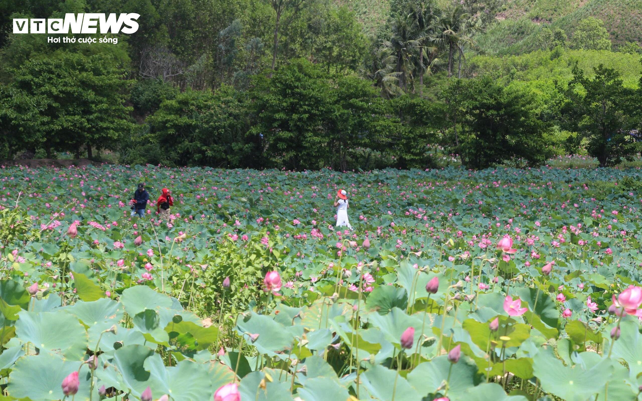 Mỗi ngày, cánh đồng sen đón hàng trăm lượt khách và lượng khách còn tăng mạnh vào dịp cuối tuần. Sức hút của mùa sen không chỉ mang lại sinh khí cho vùng quê mà còn mở ra cơ hội phát triển dịch vụ, du lịch cộng đồng cho người dân địa phương.