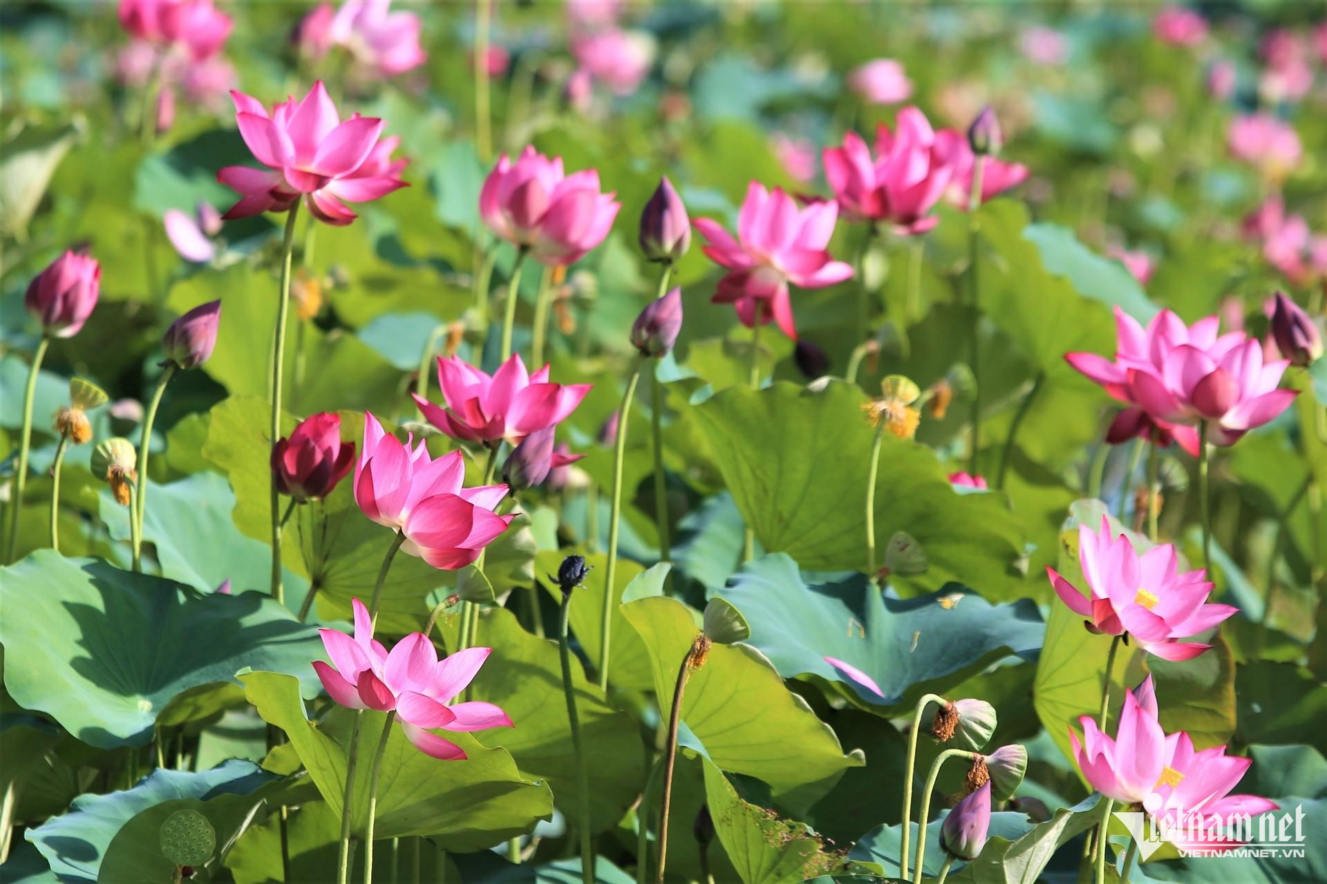 Là vùng sản xuất nông nghiệp của người dân, đồng sen Trà Lý hiện mở cửa tự do, không thu phí tham quan, chụp ảnh.
