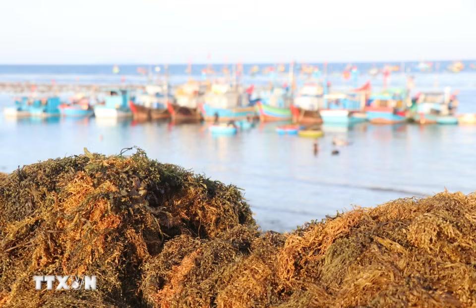 Những mẻ rong mơ người dân làng chài mới thu hoạch đem về bờ. (Ảnh: Phạm Cường/TTXVN)