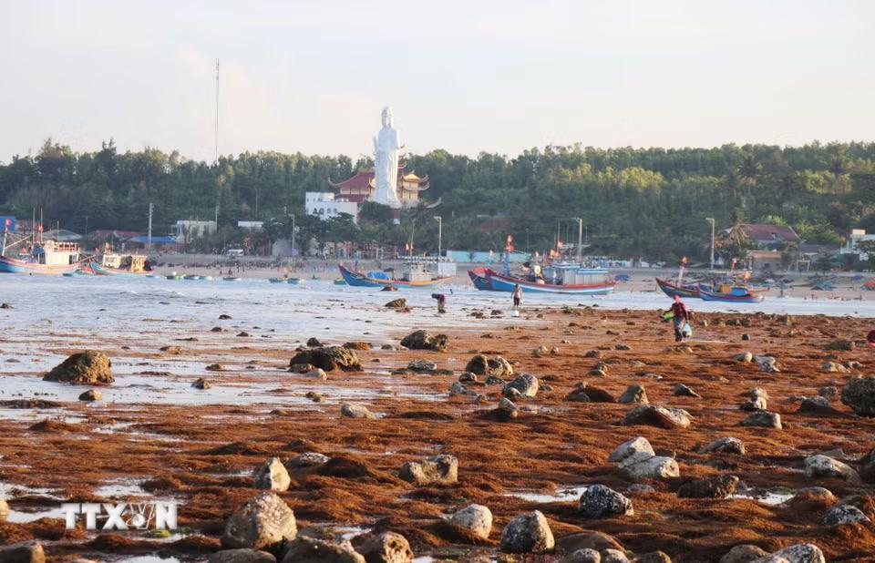 Những ngày triều kiệt, những bãi đá, thảm rong biển lộ diện tạo nên bức tranh rực rỡ cho làng chài Phước Thiện. (Ảnh: Phạm Cường/TTXVN)