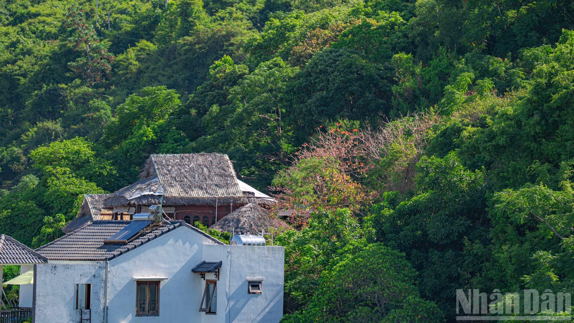 Khác với sự đồng loạt bung nở thành những vạt rừng đỏ rực rỡ vào giữa và cuối tháng 7, thời điểm này, hoa ngô đồng chớm nở đầu mùa mang nét chấm phá, e ấp như điểm tô cho sắc màu bình yên của làng chài.